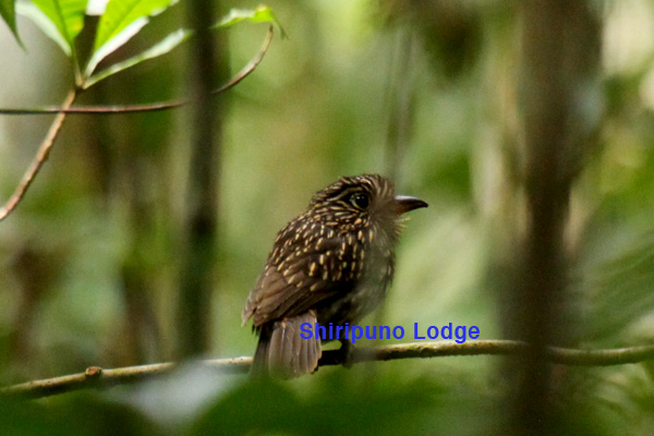 Shiripuno Lodge: The Wanted List – Ecuador – Amazon Lowlands – February 2009