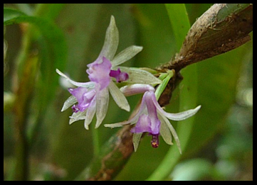 Yasuni Wild Orchids